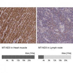 Anti-MT-ND3 antibody produced in rabbit 