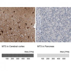 Anti-MT3 antibody produced in rabbit 