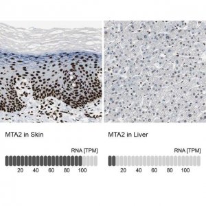 Anti-MTA2 antibody produced in rabbit 