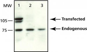 Anti-MTA3L antibody produced in rabbit M0819-200UL