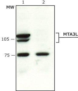 Anti-MTA3L antibody produced in rabbit M0819-200UL