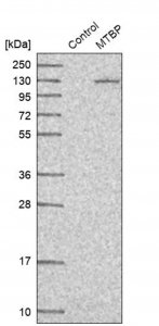 Anti-MTBP antibody produced in rabbit 
