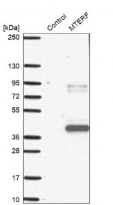 Anti-MTERF1 antibody produced in rabbit HPA044894-100UL