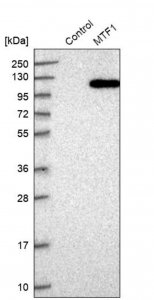Anti-MTF1 antibody produced in rabbit 
