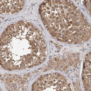 Anti-MTF1 antibody produced in rabbit 