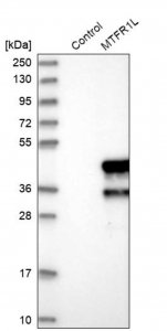 Anti-MTFR1L antibody produced in rabbit 