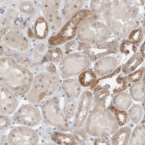 Anti-MTFR1L antibody produced in rabbit 