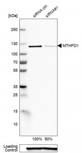 Anti-MTHFD1 antibody produced in rabbit 