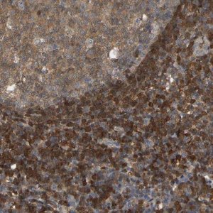 Anti-MTPN antibody produced in rabbit HPA019735-100UL