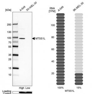Anti-MTSS1L antibody produced in rabbit 