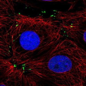 Anti-MTSS1L antibody produced in rabbit 