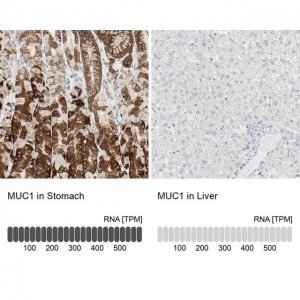 Anti-MUC1 antibody produced in rabbit 