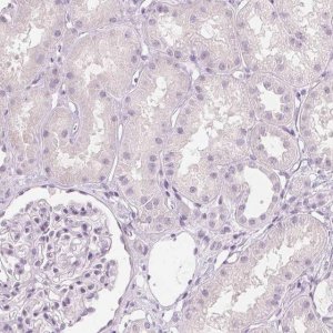 Anti-MUC12 antibody produced in rabbit 