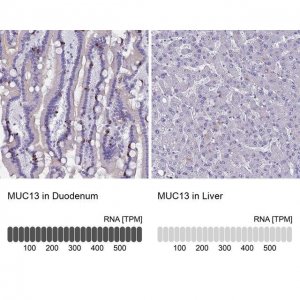 Anti-MUC13 antibody produced in rabbit 