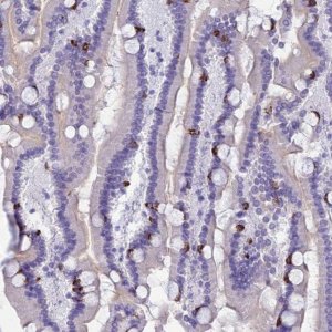 Anti-MUC13 antibody produced in rabbit 