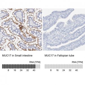 Anti-MUC17 antibody produced in rabbit 