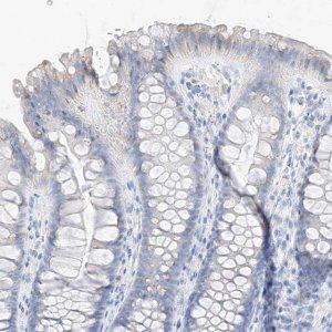 Anti-MUC17 antibody produced in rabbit 