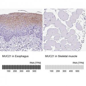 Anti-MUC21 antibody produced in rabbit 