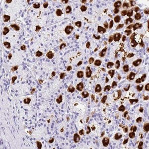 Anti-MUC21 antibody produced in rabbit 