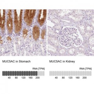 Anti-MUC5AC antibody produced in rabbit 