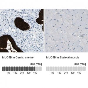 Anti-MUC5B antibody produced in rabbit 