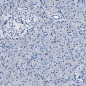 Anti-MUC5B antibody produced in rabbit 