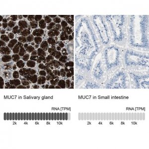 Anti-MUC7 antibody produced in rabbit 