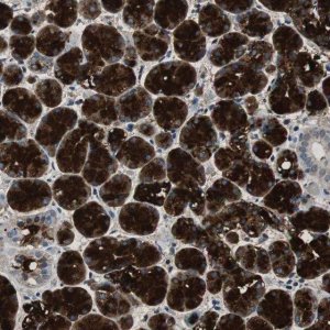 Anti-MUC7 antibody produced in rabbit 