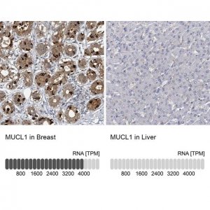 Anti-MUCL1 antibody produced in rabbit 