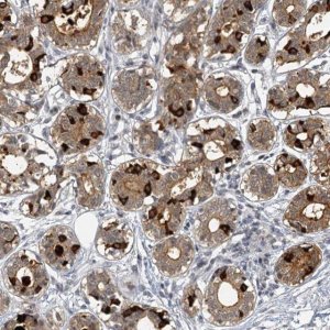 Anti-MUCL1 antibody produced in rabbit 