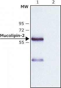 Anti-Mucolipin-2 (C-terminal) antibody produced in rabbit 