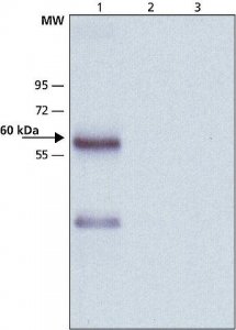 Anti-Mucolipin-2 (C-terminal) antibody produced in rabbit 