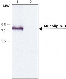 Anti-Mucolipin-3 (C-terminal) antibody produced in rabbit 