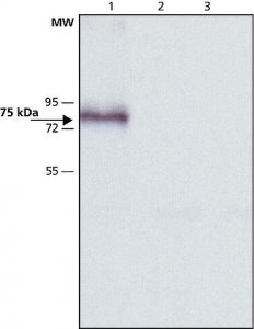 Anti-Mucolipin-3 (C-terminal) antibody produced in rabbit 
