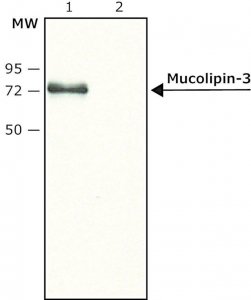 Anti-Mucolipin-3 (N-terminal) antibody produced in rabbit 