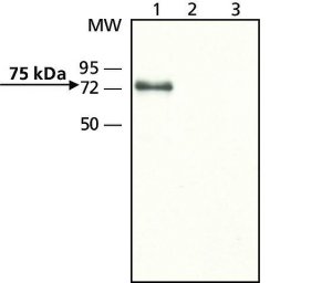 Anti-Mucolipin-3 (N-terminal) antibody produced in rabbit 