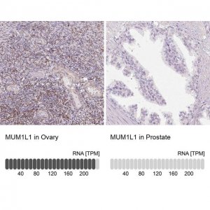 Anti-MUM1L1 antibody produced in rabbit 
