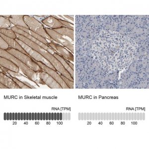Anti-MURC antibody produced in rabbit 