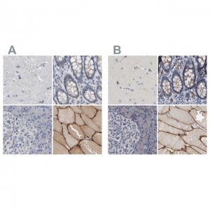 Anti-MURC antibody produced in rabbit 
