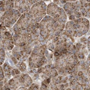 Anti-MUT antibody produced in rabbit 