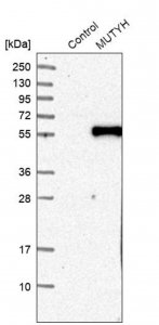 Anti-MUTYH antibody produced in rabbit 