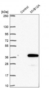 Anti-MVB12A antibody produced in rabbit 