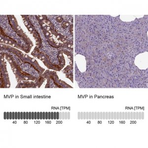 Anti-MVP antibody produced in rabbit 