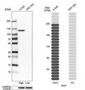 Anti-MVP antibody produced in rabbit 