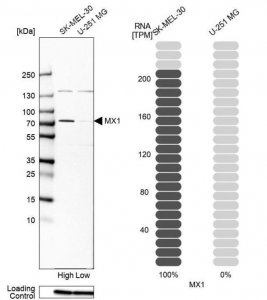 Anti-MX1 antibody produced in rabbit 