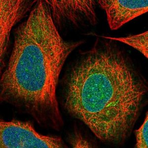 Anti-MX1 antibody produced in rabbit 