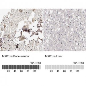 Anti-MXD1 antibody produced in rabbit 