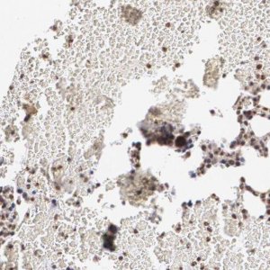 Anti-MXD1 antibody produced in rabbit 