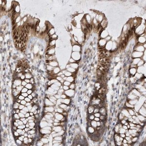 Anti-MXI1 antibody produced in rabbit 