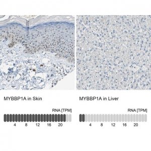 Anti-MYBBP1A antibody produced in rabbit 